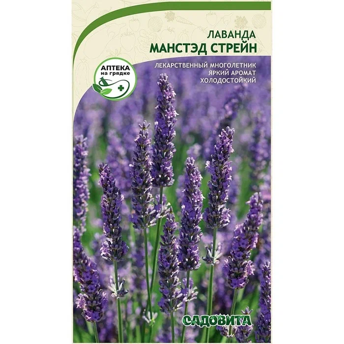 Лаванда манстэд стрейн