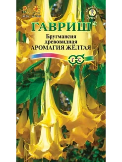 Бругмансия аромагия желтая