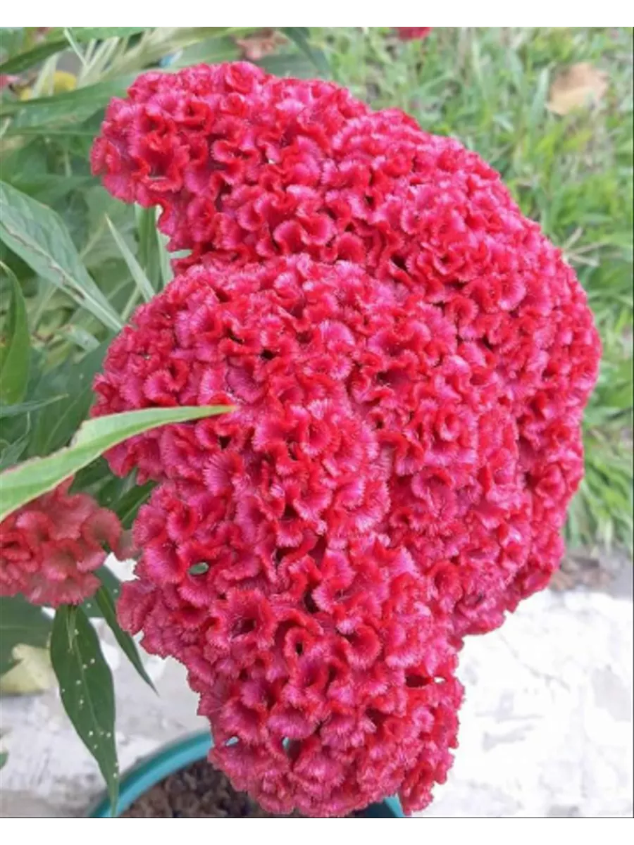 Целозия Китайский шелк