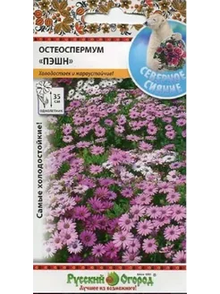 Остеоспермум пэшн