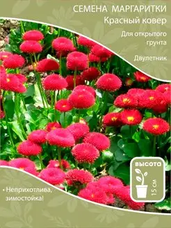 Маргаритка красный ковер