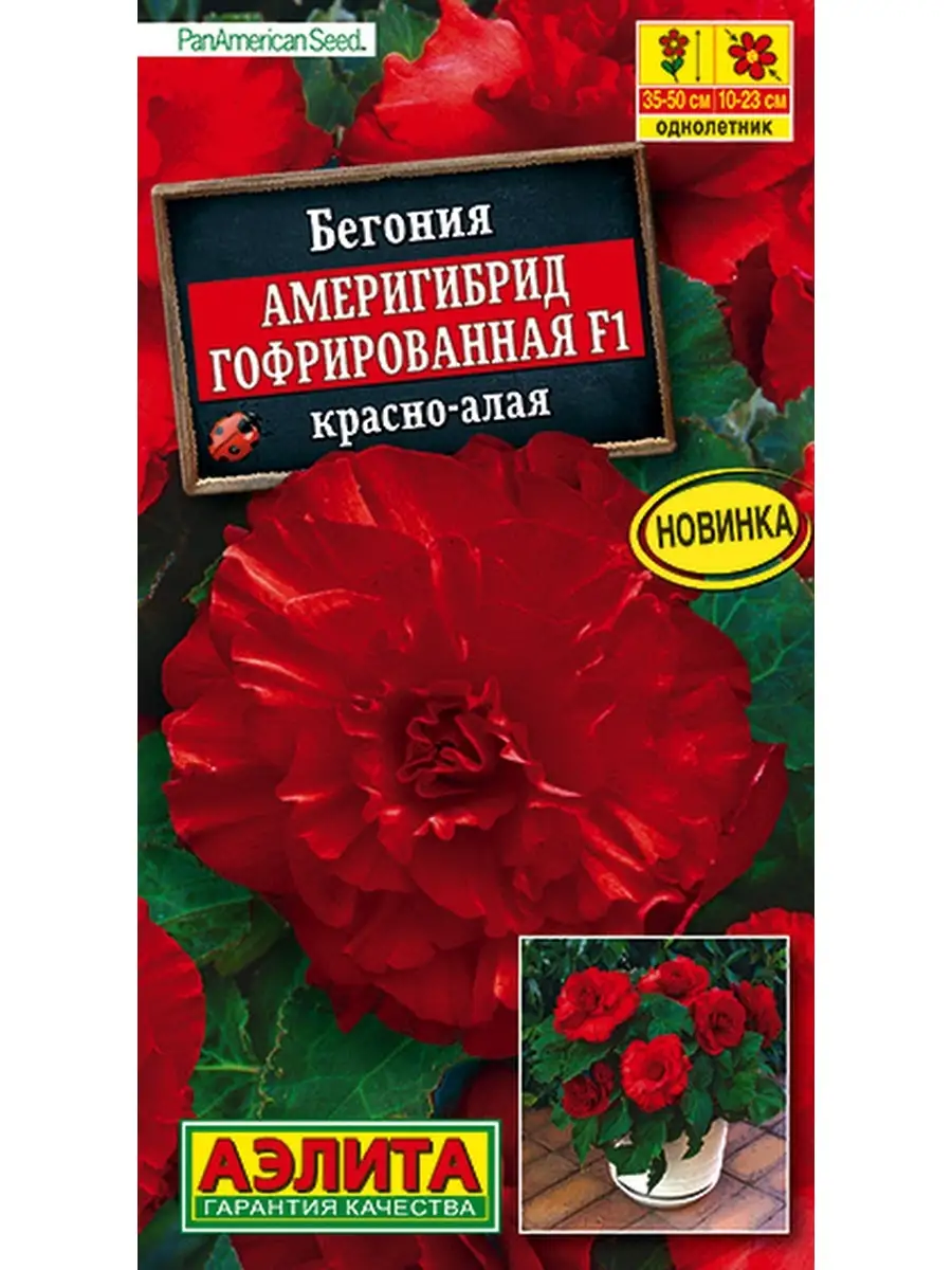 Бегония америгибрид красноалая