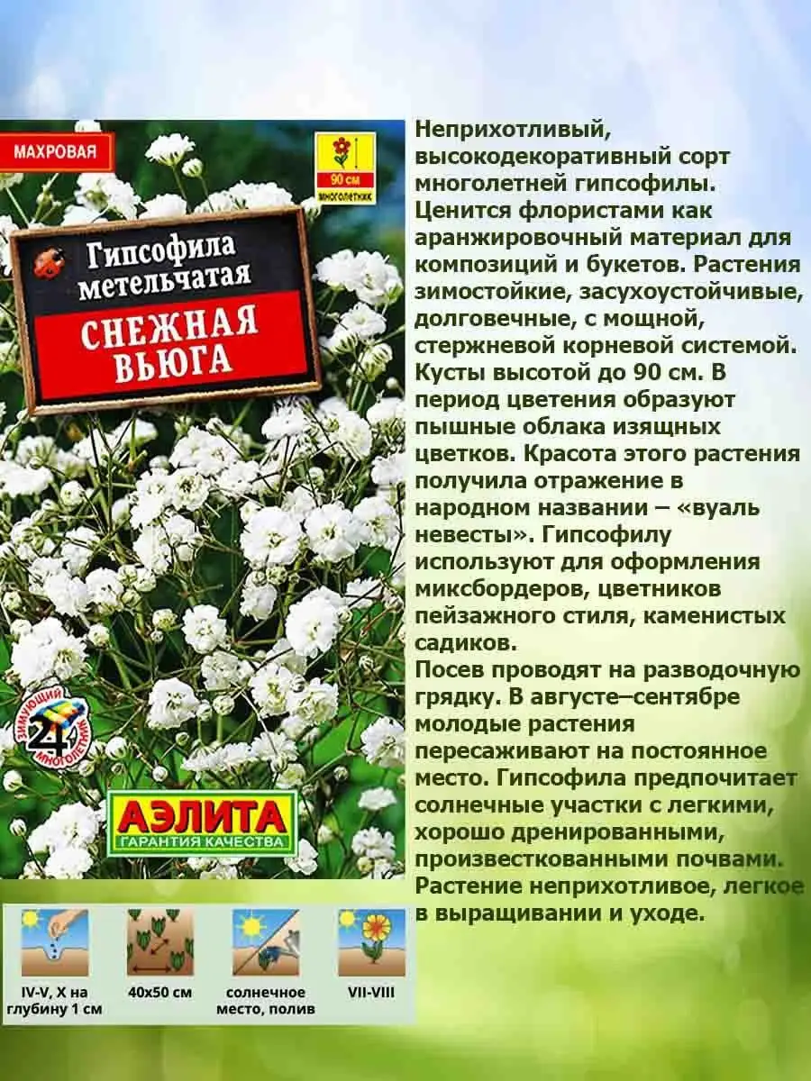 Гипсофила снежная вьюга