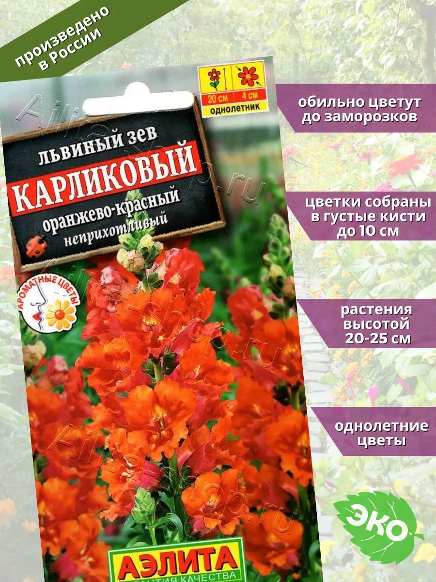 Львиный зев карликовый красный