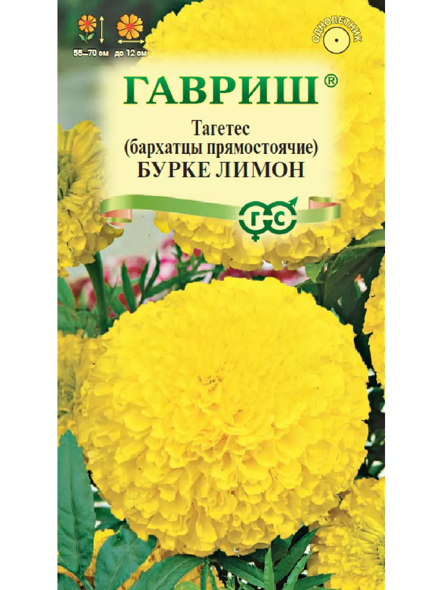 Бархатцы бурке лимон