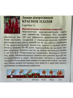 Люпин красное пламя