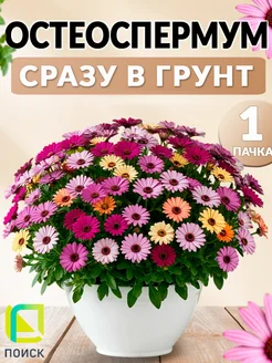 Остеоспермум смесь