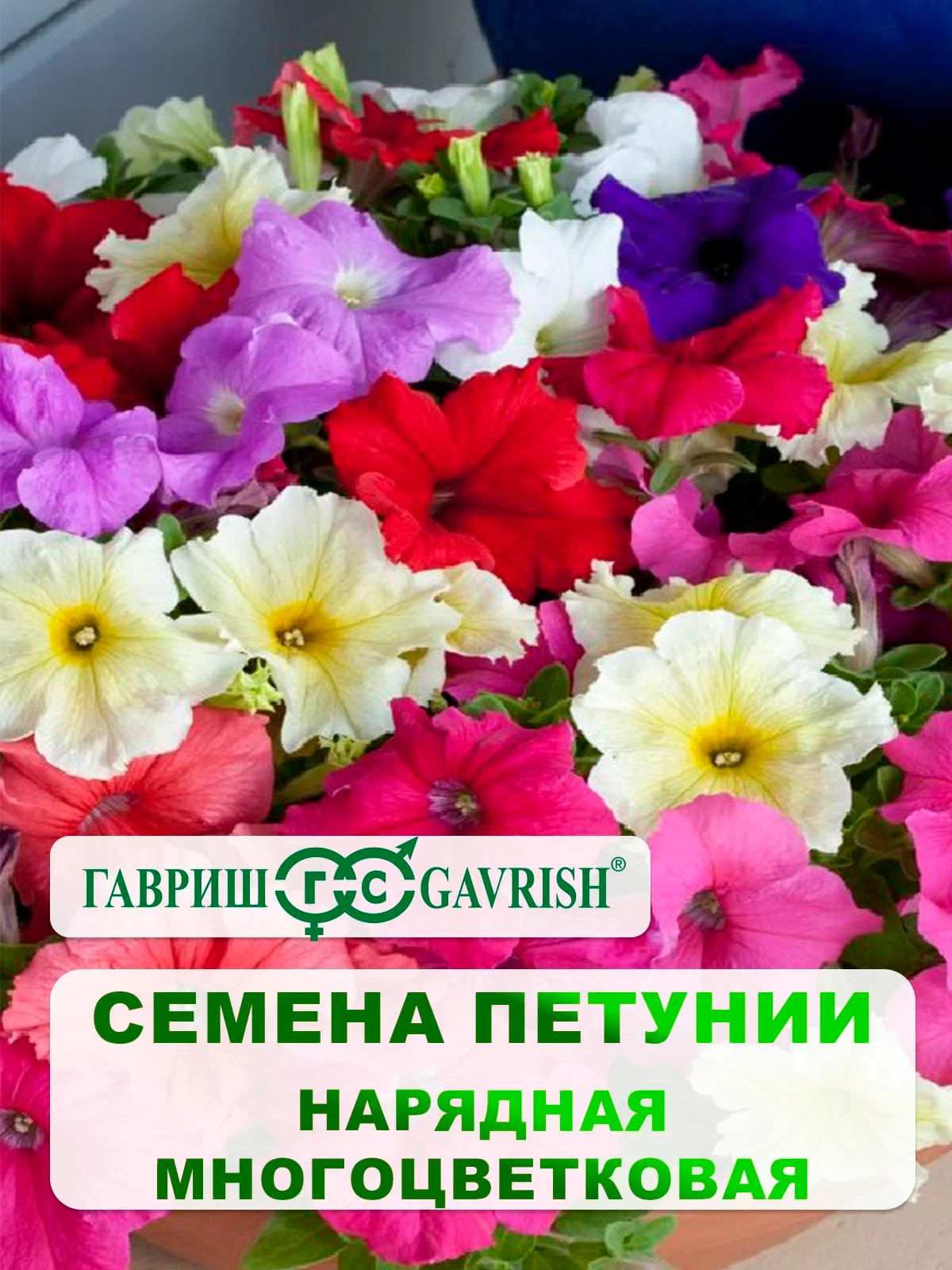 Петуния нарядная мнгцв.