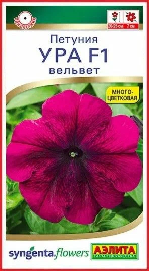 Петуния ура вельвет