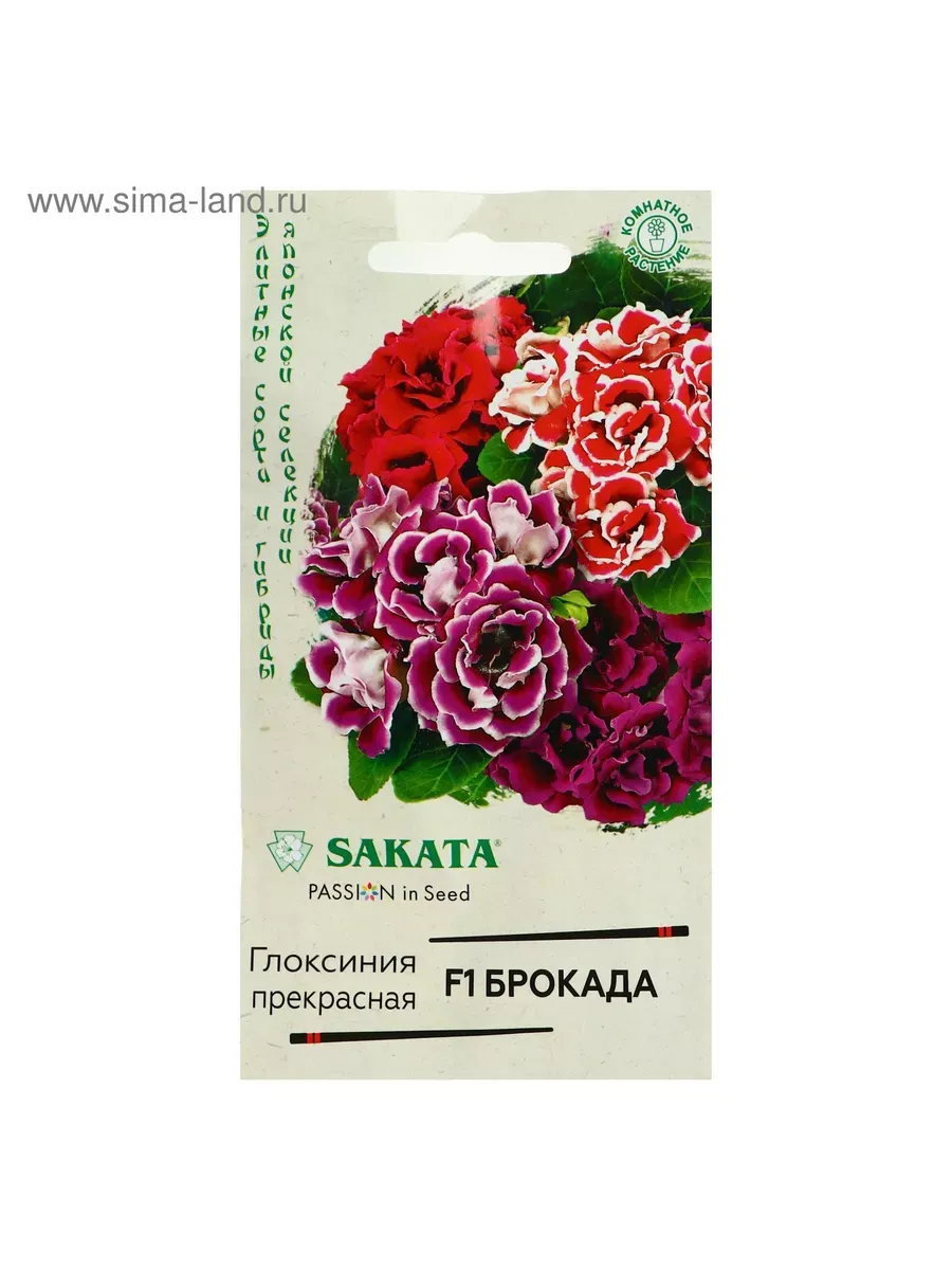 Глоксиния Брокада гранул