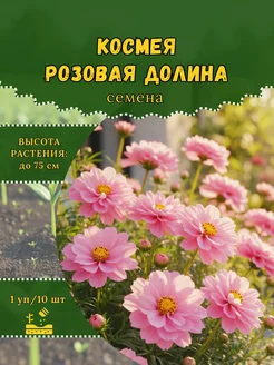 Космея розовая долина махровая