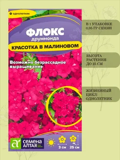 Флокс красотка в малиновом друммонда сем алт