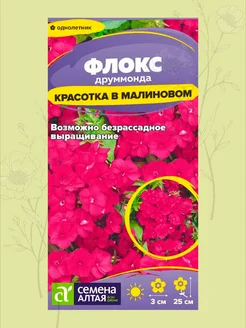 Флокс красотка в малиновом друммонда сем алт
