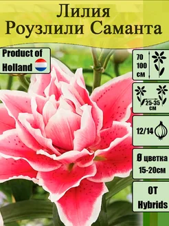 Лилия саманта