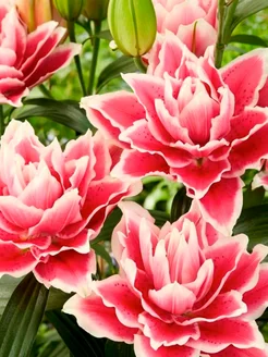 Лилия саманта