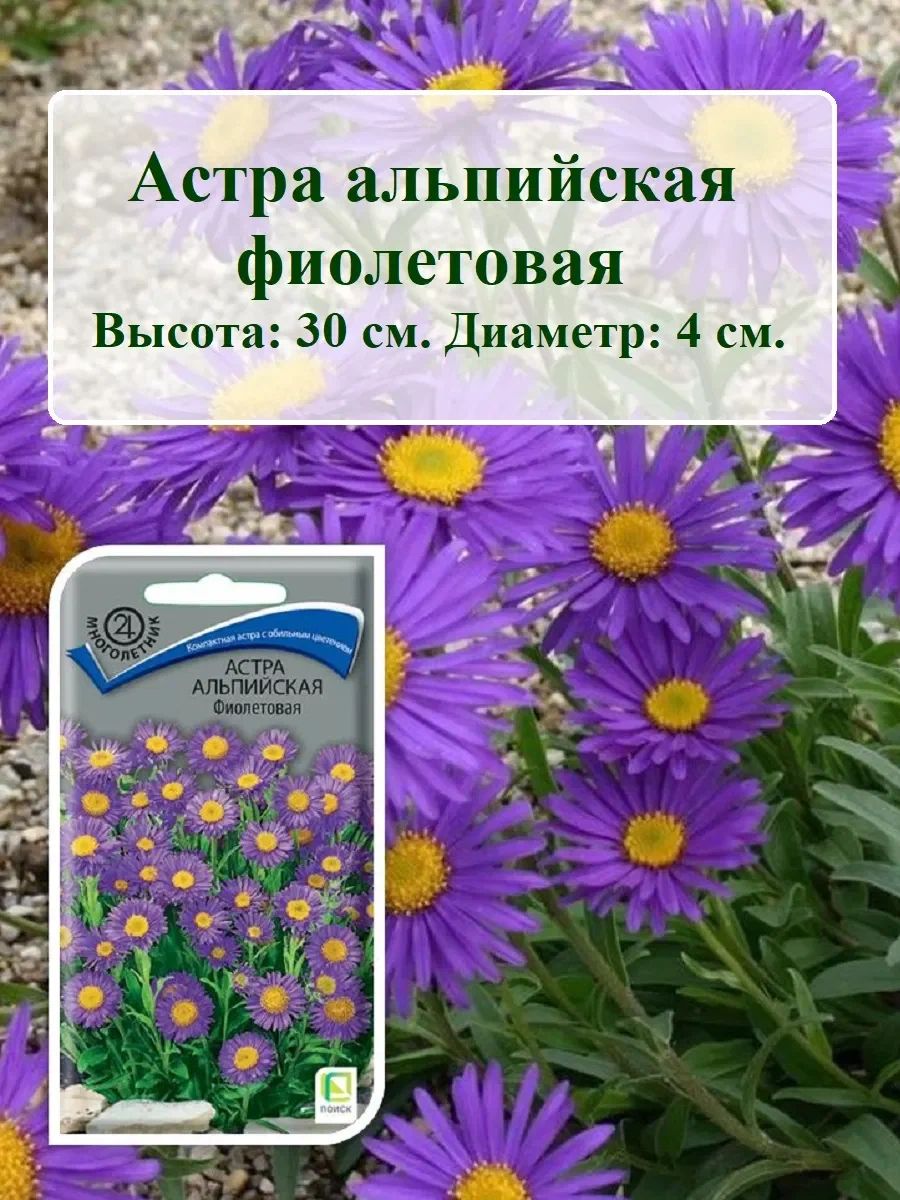Астра альпийская фиолетовая поиск