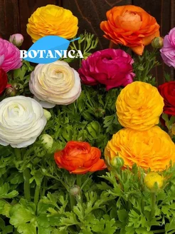 Ранункулюс смесь