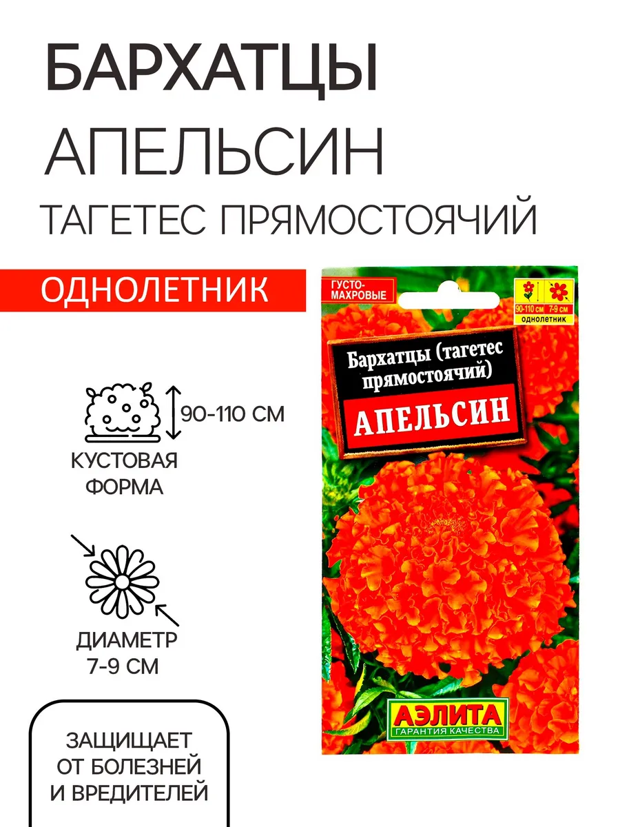 Бархатцы апельсин