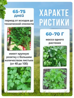 Петрушка листовая обыкновенная аэлита