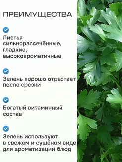 Петрушка листовая обыкновенная аэлита