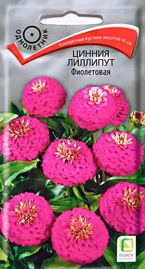 Циния лиллипут фиолетовая