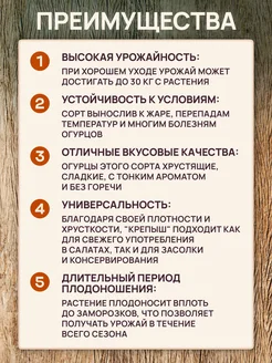 Огурец китайский крепыш