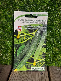 Огурец китайский крепыш