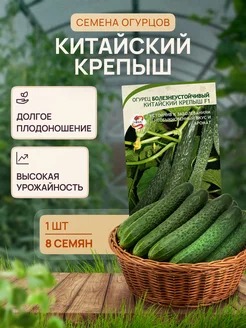 Огурец китайский крепыш