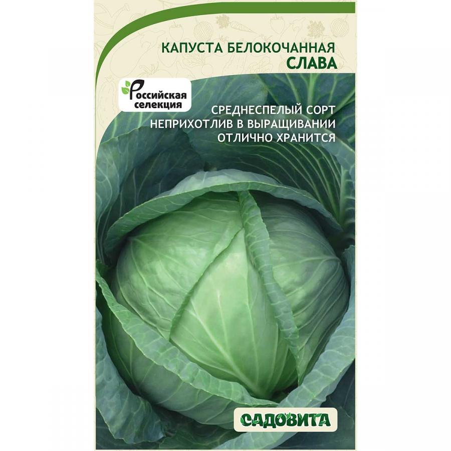 Капуста слава