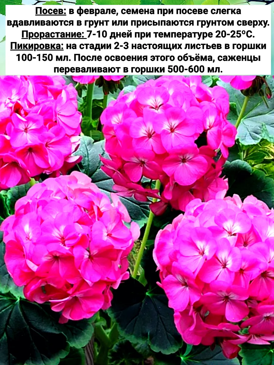 Пеларгония мефисто роуз
