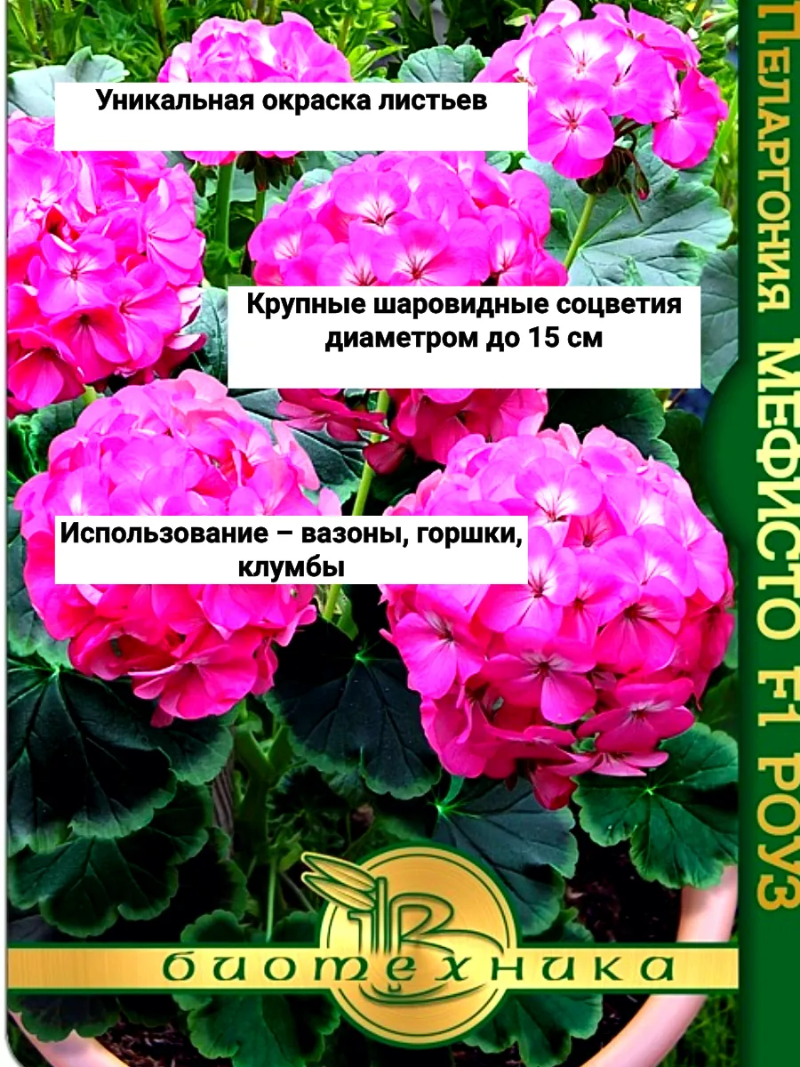 Пеларгония мефисто роуз