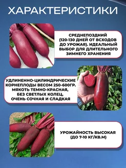 Свекла цилиндра 1+1