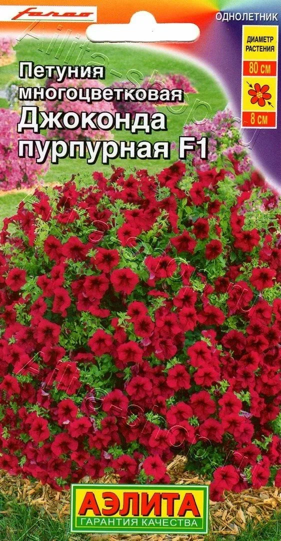 Петуния джоконда пурпурная