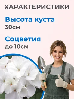 Пеларгония магия лета