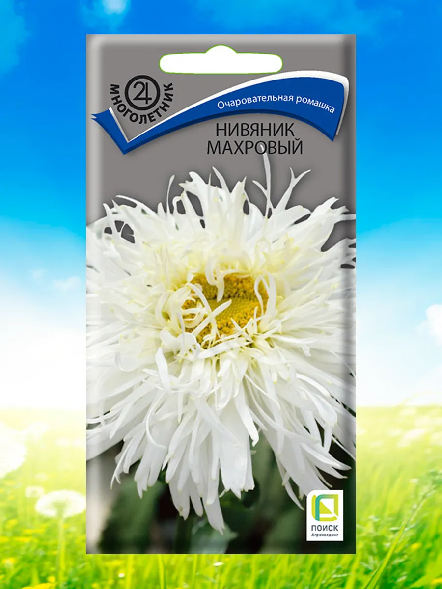 Нивяник махровый