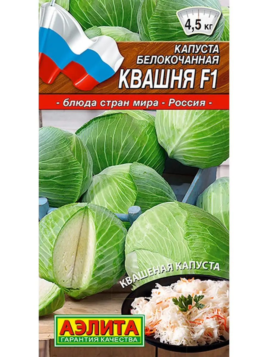 Капуста квашня