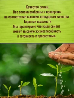 Томат нина