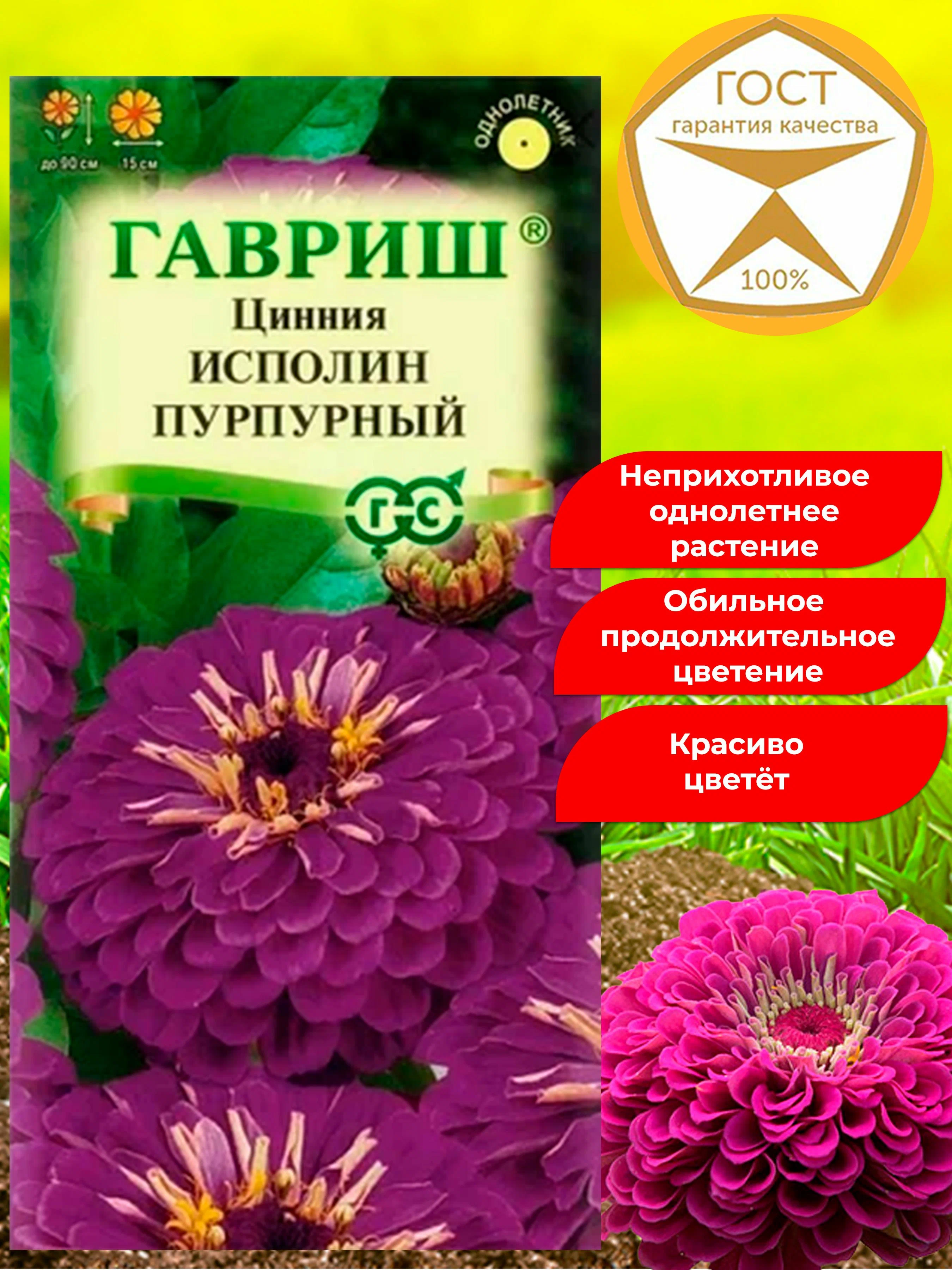 Циния исполин пурпур